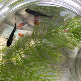 朝ごはん タイムの画像