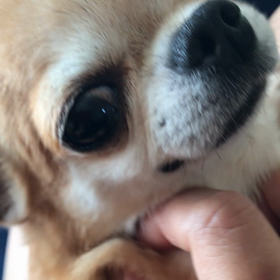 オリーブの声(動画)の画像