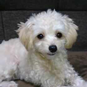 ご飯を待ってます～の画像