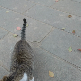 町ねこさん動画の画像