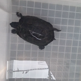 ガサやなの画像