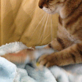 ふみふみの画像