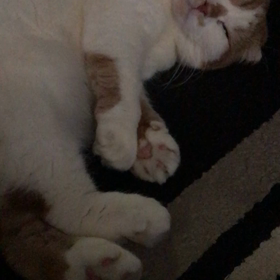 ホラーな猫様の画像