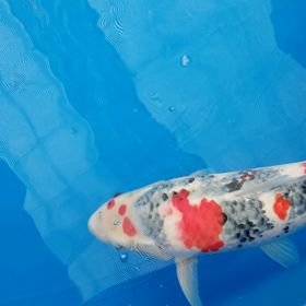 でーにち会　昭和編の画像