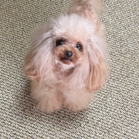 こゆきちゃん動画の画像