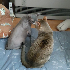 にらめっこ？の画像