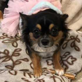 ちわちわ 長女 ご機嫌ななめの画像