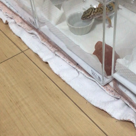 ピカちゃん　水飲みの画像