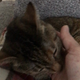 里親様募集中のマリーちゃんの画像