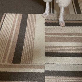 今日はちっちゃいライオンで♪٩(^‿^)۶の画像