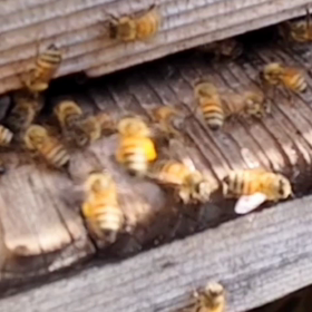 花粉を運んでいますの画像