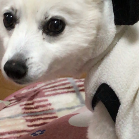 おやすみなさいの画像