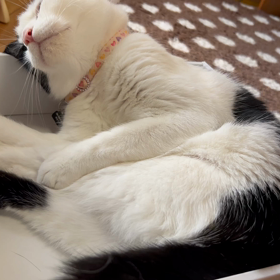 箱入り娘と正妻の画像