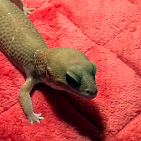 ニシアフたちの画像