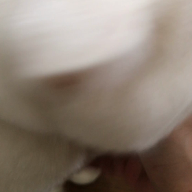 もうすぐ出発！しろたん&イギーくんの画像