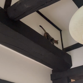 梁の上のナモはイタチ系？の画像