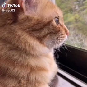 カエルも似合っちゃうの画像