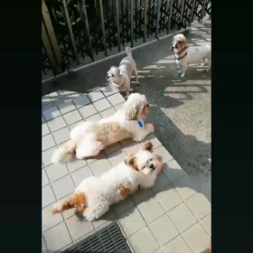 ✿感謝✿の画像