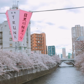 四月七日 午後１時半の目黒川の桜情報の画像