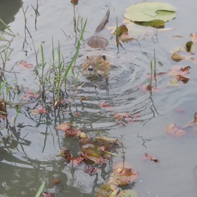 んまんまの画像