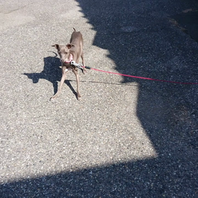 今日のワンだふるU^ェ^Uの画像