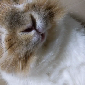 ゆきちのへそてんの画像