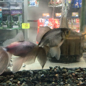 二歳青東海錦 青モザイク東海錦 かすり東海錦 入荷しています | 金魚や