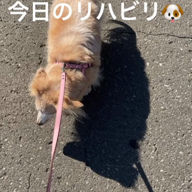 今日のリハビリ~午前の部の画像