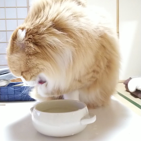 癒され中ですの画像