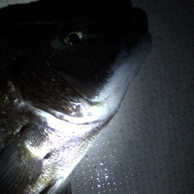 動画◝(⑅•ᴗ•⑅)◜..°♡黒鯛&カモノハシーの画像