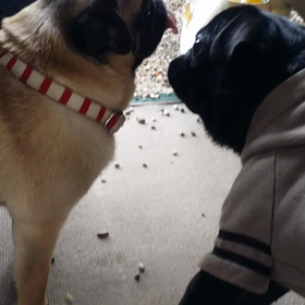 ポンきちくん♪だよの画像