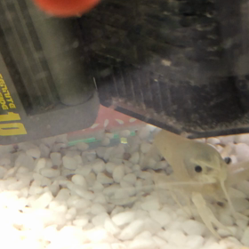 むしゃむしゃの画像