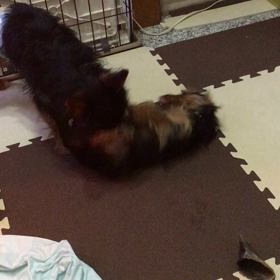 じゃれてるの画像