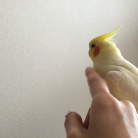 指まくら しないバージョンの画像