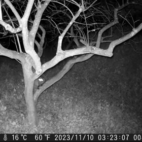 すぎぴたんの事件簿シーズン3　429話（何しているのかな？ハクビシン）の画像