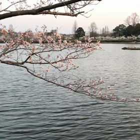 千波湖にての画像