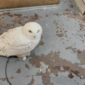 動物プロダクションの日常。の画像