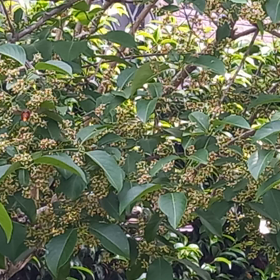 バラ　薔薇の画像