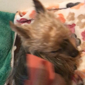 キキとのスキンシップの画像