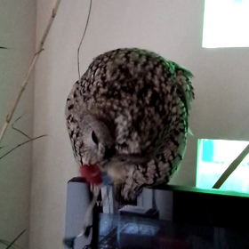 動画ですの画像