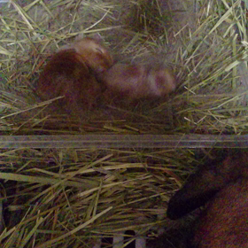 生後６日目   動画の画像