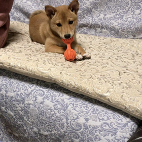 生後4か月やんちゃざかりの子犬の画像