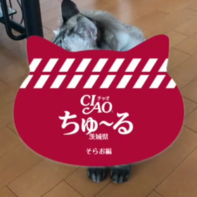 回復してんのか？の画像