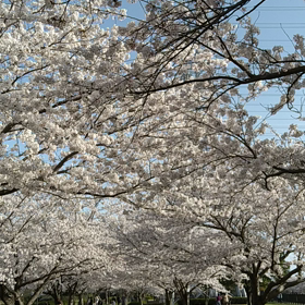満開の桜の画像