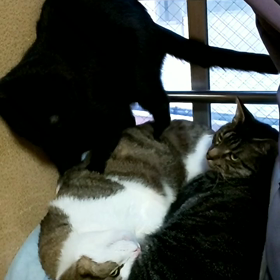 ふみふみฅ(^^ฅ)　の画像