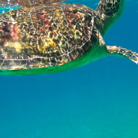 カメと一緒に泳いだねの画像