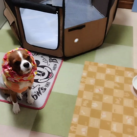 そら君  よ・し？の画像