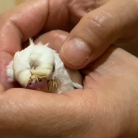 下っ手下手馴れ具合の羽衣セキセイちゃんの画像