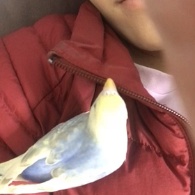 鳥のいる暮らしの画像