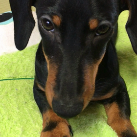 お手出来る？の画像